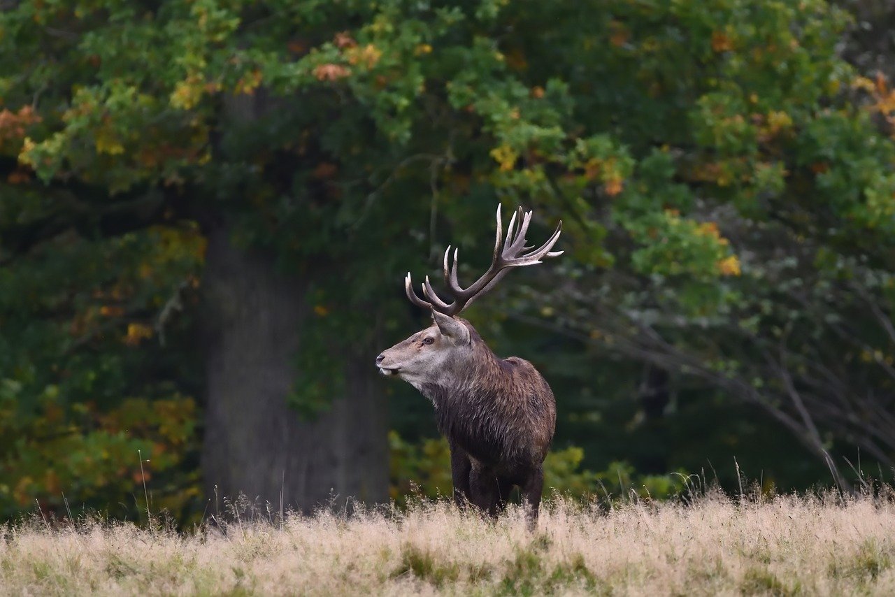 Pozv�nka na Mysliveck� ples